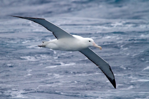 Royal Albatross (Diomedea epomophora)